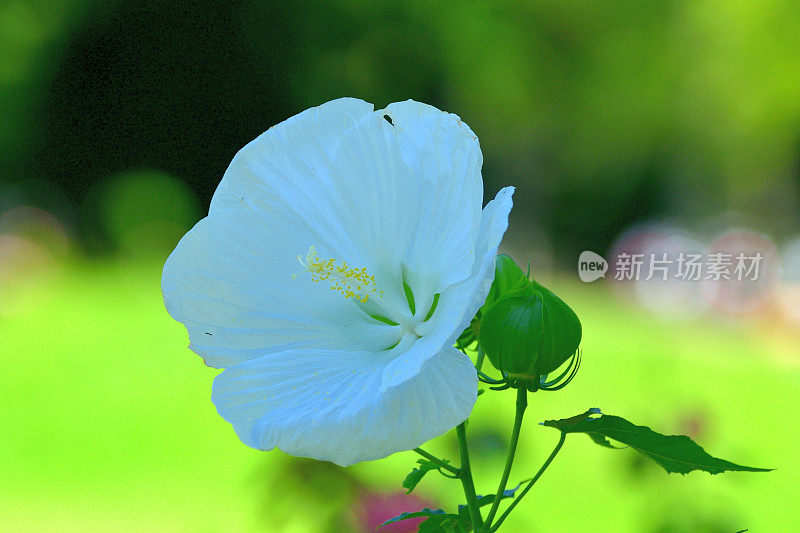 芙蓉/玫瑰锦葵/沼泽锦葵花